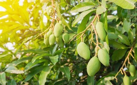 Green-mango-farm-sinhagiri-collection