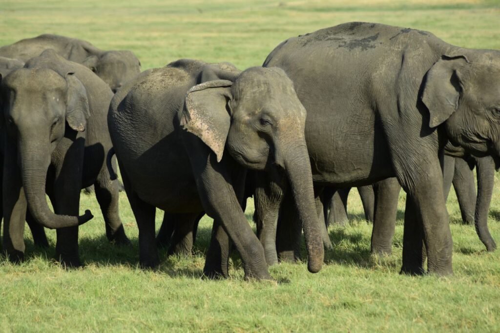 elephant-jeep-safari-minneriya